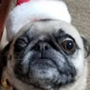 Meet your Posher, Carol